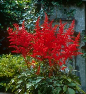 #1 astilbe fanal red